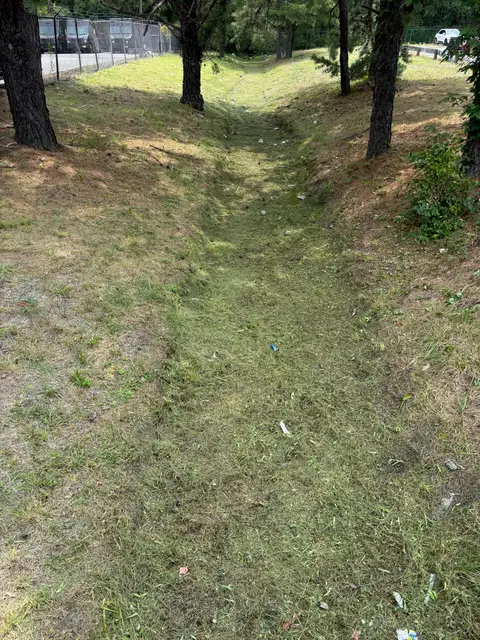 Lakewood — Overgrown Creek Bank after