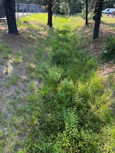 Lakewood — Overgrown Creek Bank before