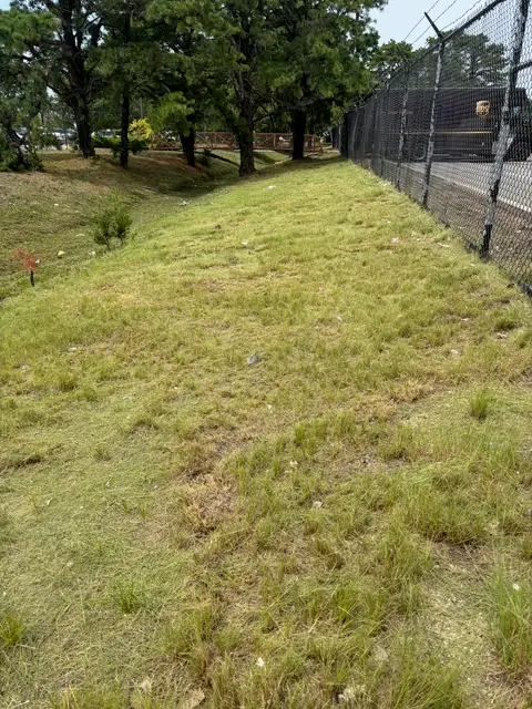 Lakewood — Overgrown Creek Bank after