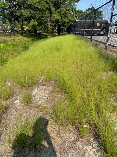 Lakewood — Overgrown Creek Bank before