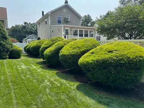 Back and Side Hedges after