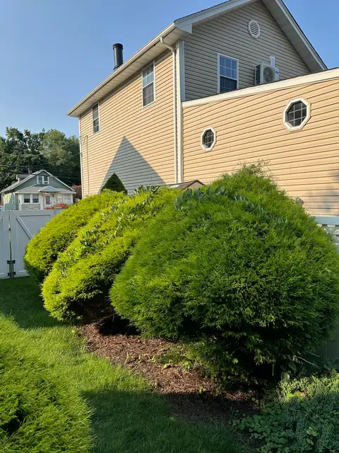 Back and Side Hedges before