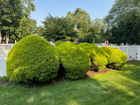 Back and Side Hedges before