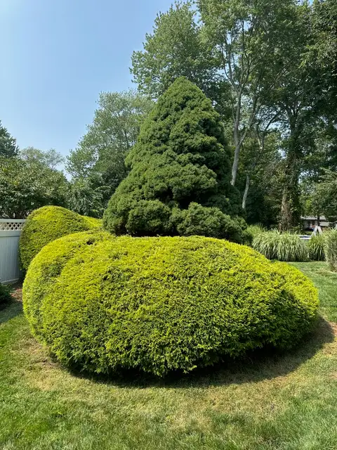 Large Back Hedge after