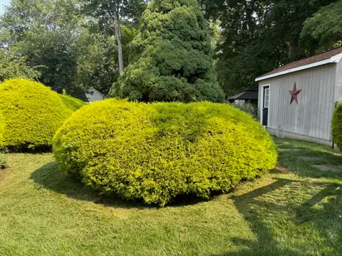 Large Back Hedge before